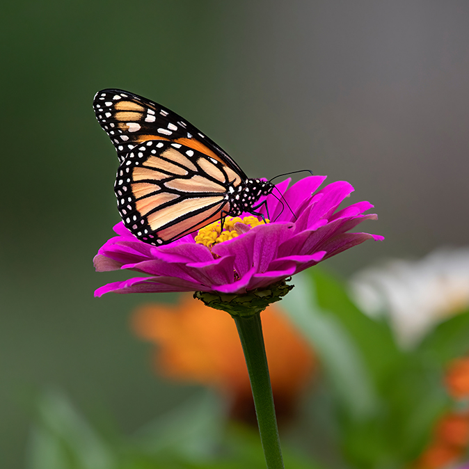 Butterfly Release.jpeg